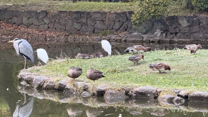 いつもよりカモが多い♫