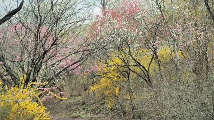 レンギョウ、ヒュウガミズキ、桜など・・・ 多彩な花木が満開、正に桃源郷で～す。