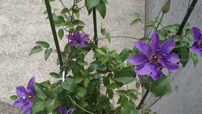 我が家の花たち