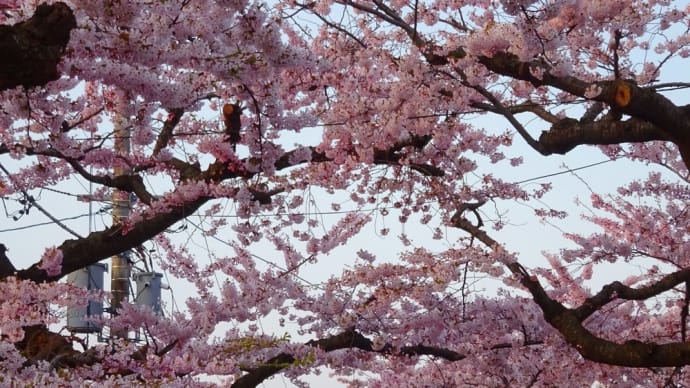 桜花トンネル満開２０２２桜が丘通り
