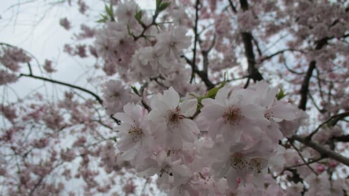 お花見をしました(*^_^*)♪