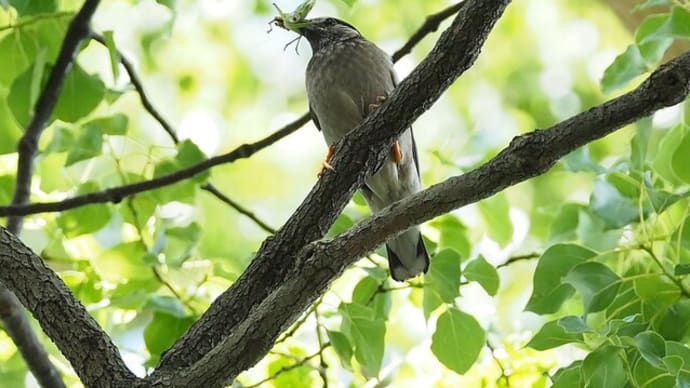 ６月２０日の鳥撮り散歩・・・