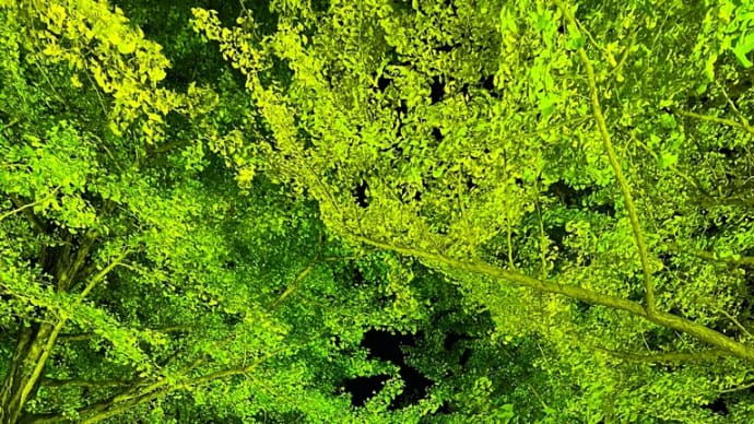 茨城県立歴史館 イチョウのライトアップ