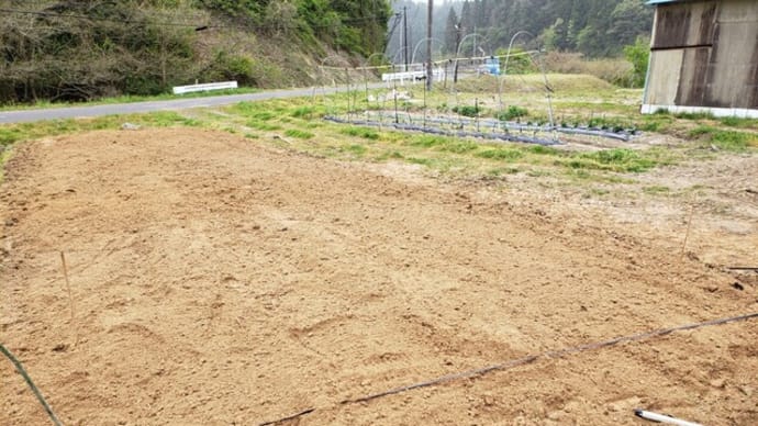 お茶を植え始めました!同時にブログも始めました!