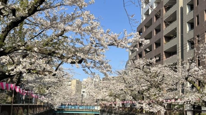 2025 目黒川 桜散策No6