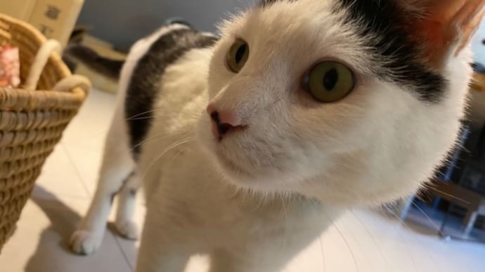 歩数