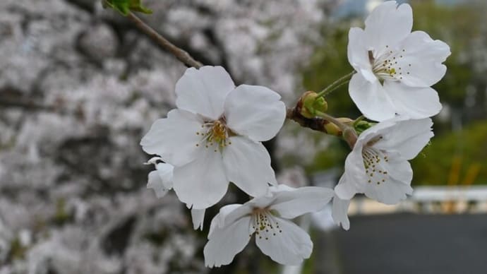 満開の桜