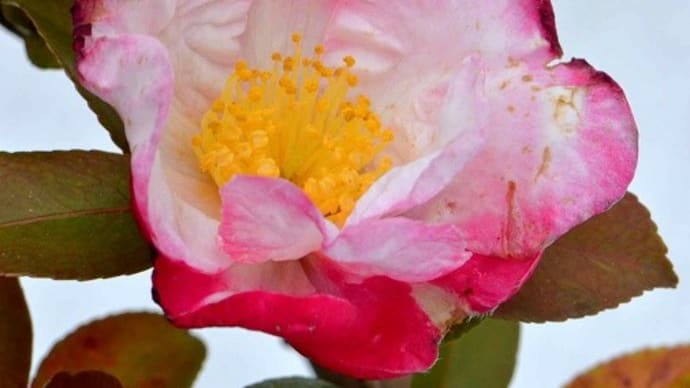 サザンカの花 2020~21(4)~「慶雲」
