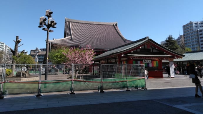 浅草寺、砺波のチューリップ