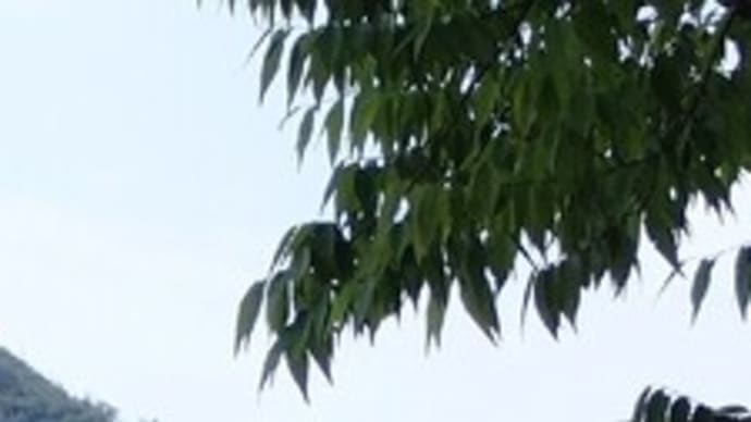 6月の長良公園