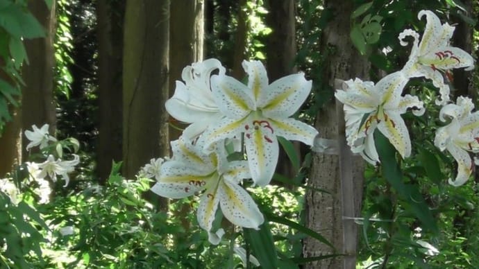 牛久市奥野地区にヤマユリとヒマワリ