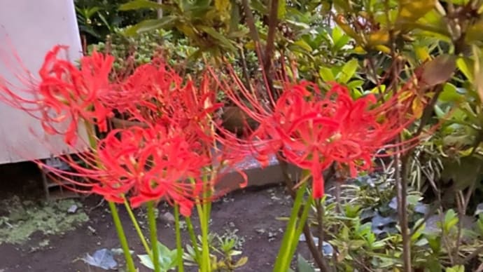 彼岸花の呼び名が…