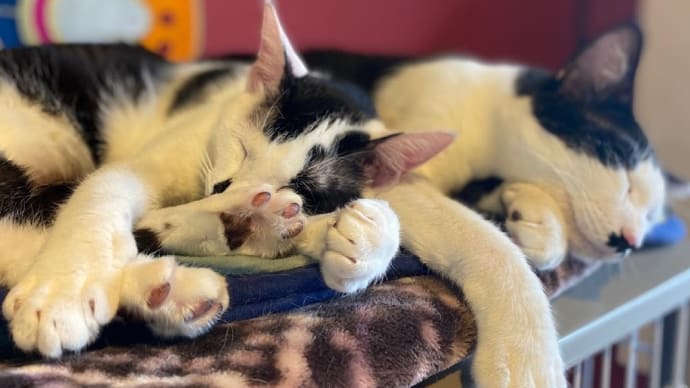 教えて!黒猫せんせい【環境問題について出来る事は何ですか?】