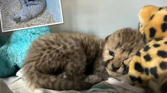 母性愛の奇跡 新たな家族に迎えられた子チーター