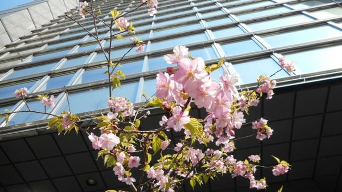 街中で、河津桜を見かけました♪