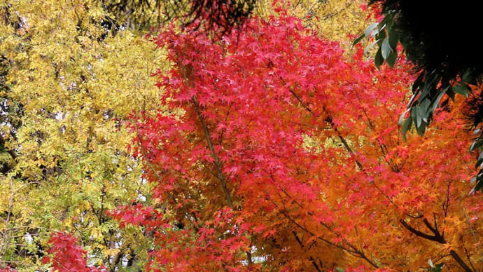 興山園の紅葉 その2