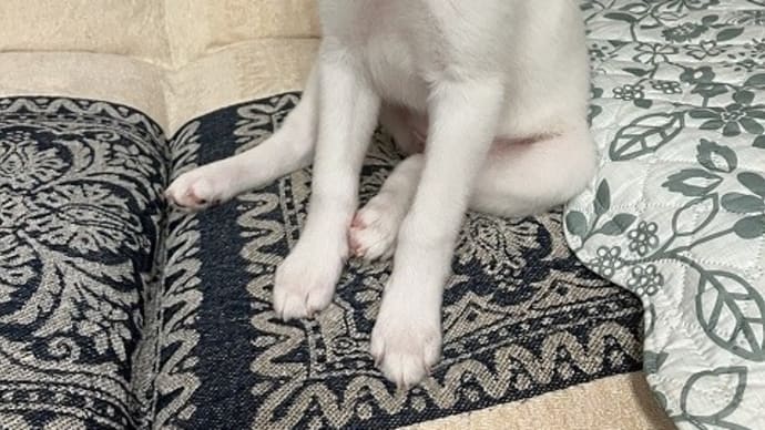 保護犬トライアル中!