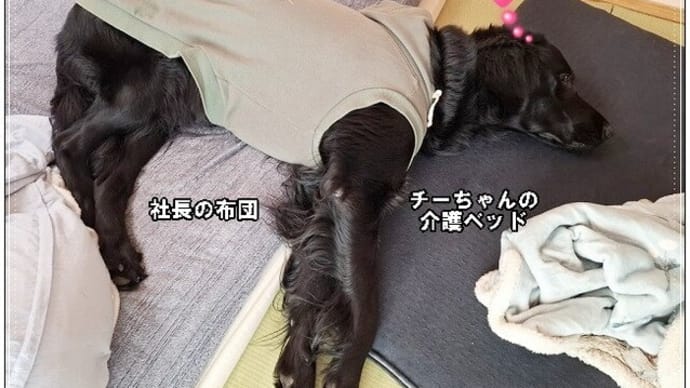 どうしてこうなった?