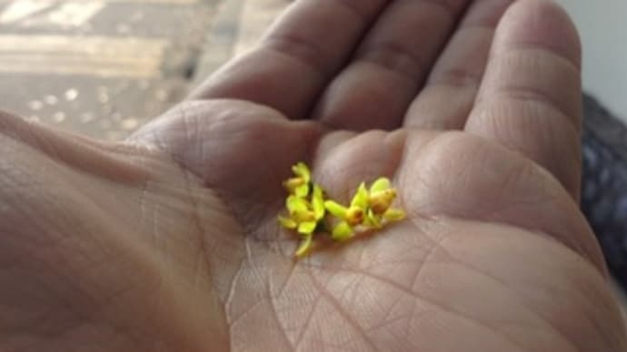 Road tree flowers