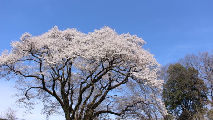氏邦桜 (寄居町・鉢形城跡)