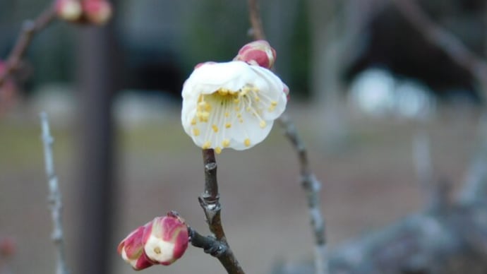 偕楽園の梅の開花情報　１月８日推定０.７％