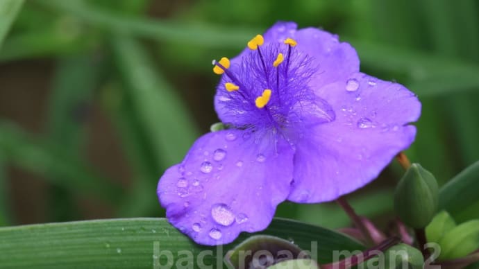 霧雨の紫露草