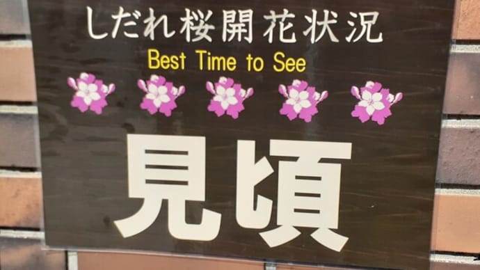 六義園のしだれ桜満開!/2023年