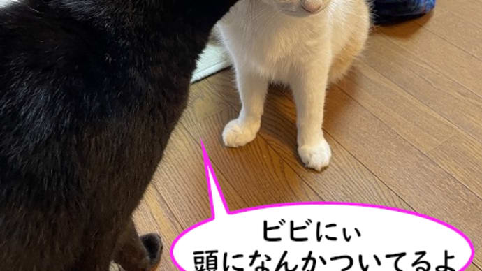 猫の狩猟本能