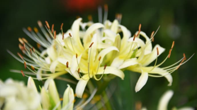 白花曼珠沙華