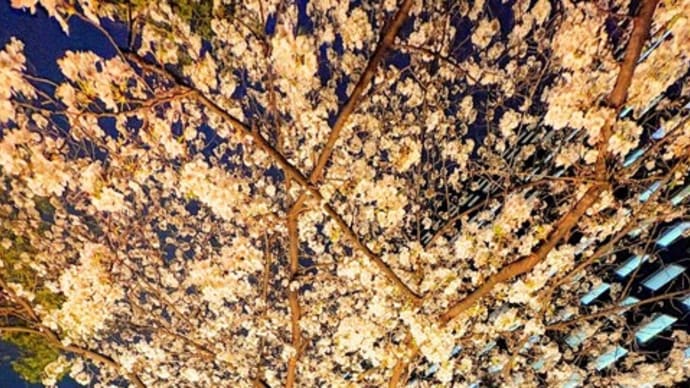 新宿の桜