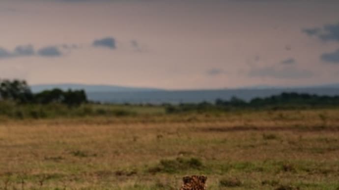 チーター／ケニア・マサイマラ国立保護区