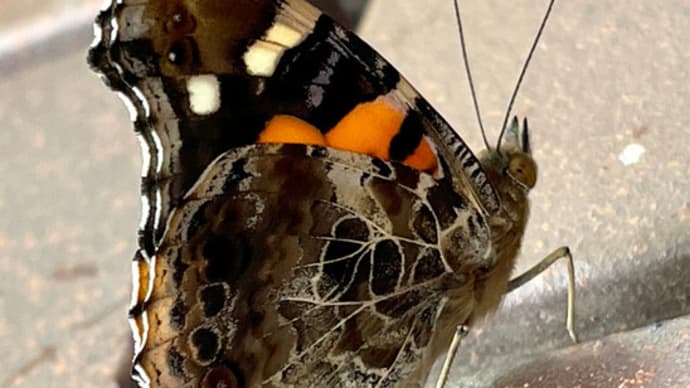 ●玄関に蝶（アカタテハ♀？）　アブラゼミ　　蝶のフォトアルバム