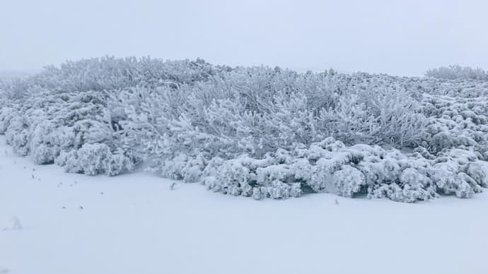 【大雪山国立公園・旭岳情報】  凍りはじめ