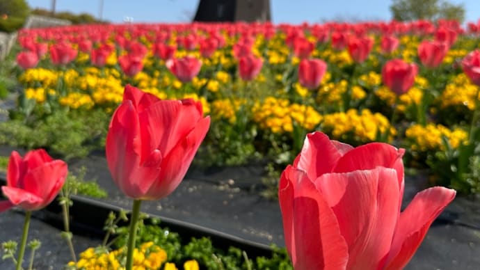 花博記念公園鶴見緑地の遊歩道脇に咲く花々に「月桂樹」が咲いていた。初めて見た💕