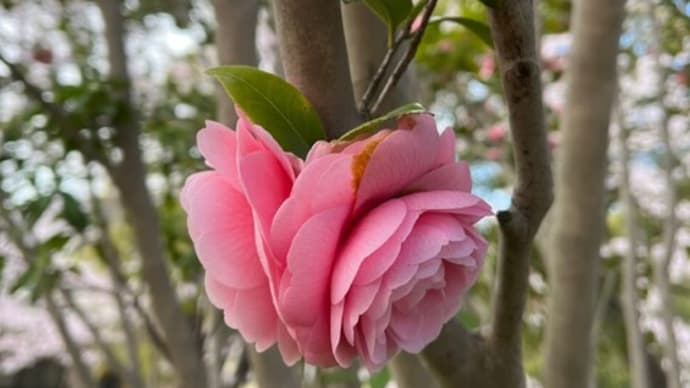 桜祭りとおもしろ駐車場