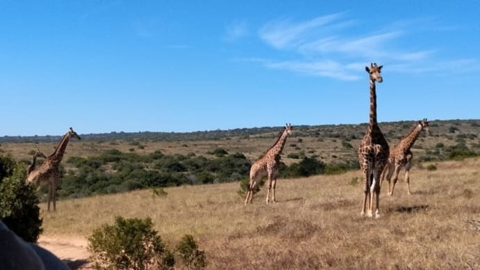 サファリツアーとマダガスカルヘ