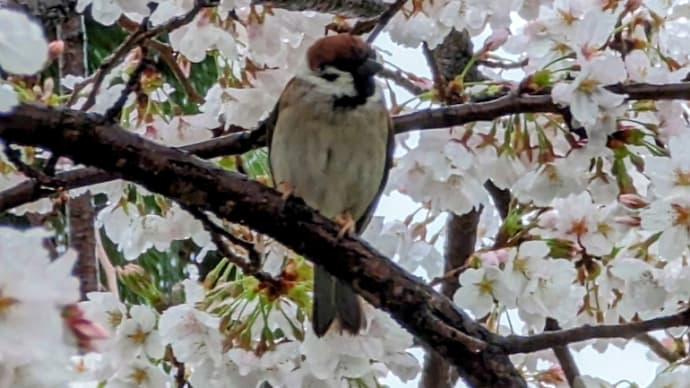 雨の中、桜とスズメ♫