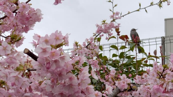 03月06日 早咲きの桜を見に行った。