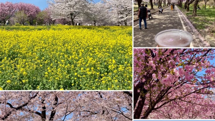 群馬赤城!千本桜!前夜のCDTV観て即決GOGO!