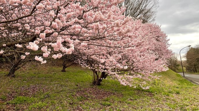 ビオトピアの春めき桜