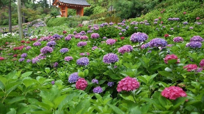 三室戸寺の紫陽花