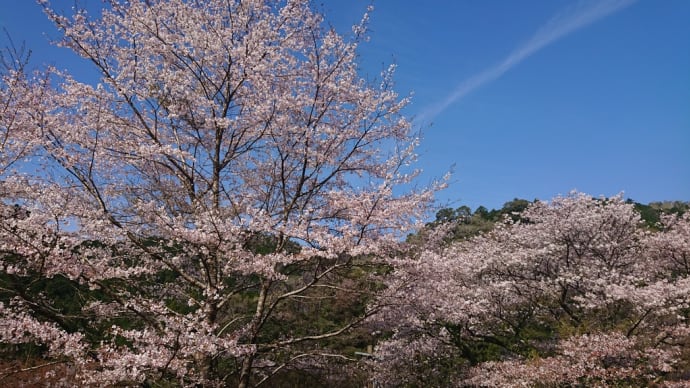 桜餅　長命寺　雨　大雨　春　美味しい　食べ方　和菓子　道明寺