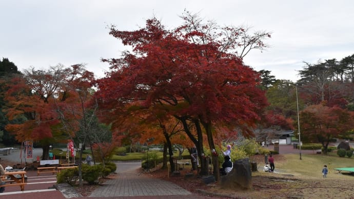 もみじ狩り 静岡県伊豆市修善寺 虹の郷(1)サンクスイルミともみじのライトアップと花火