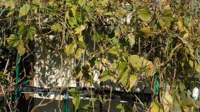 ツル小豆が占領