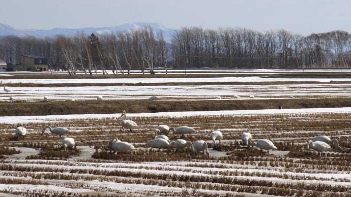 畑で食事する白鳥/北海道3
