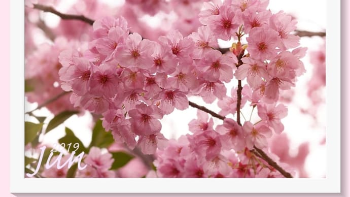 陽光桜 おまけでボケの花