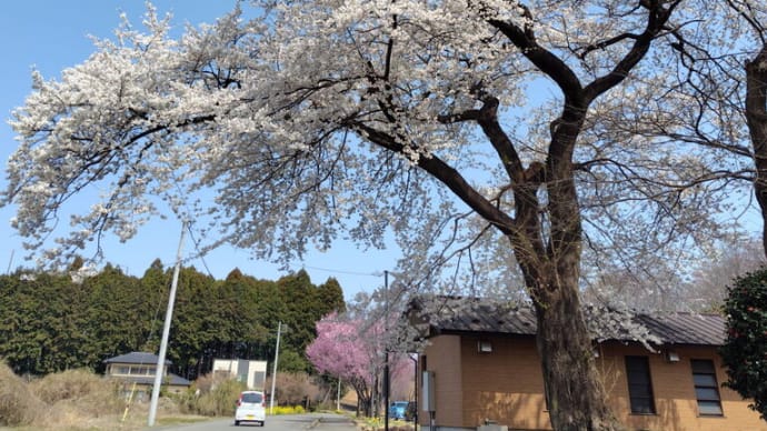 公園の桜がやっと七分咲き 試し撮り