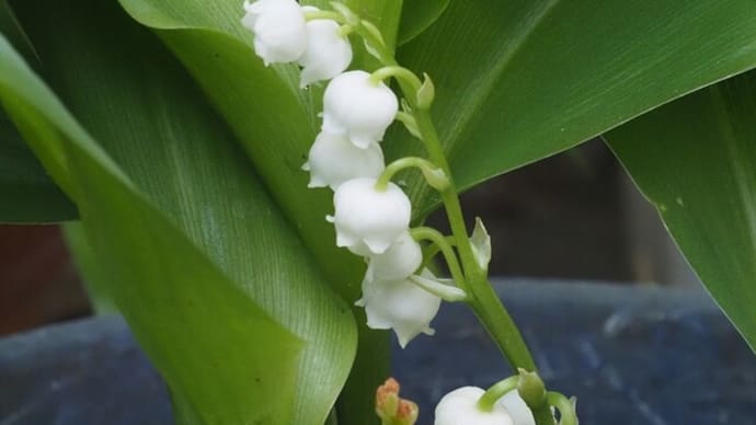 庭の花