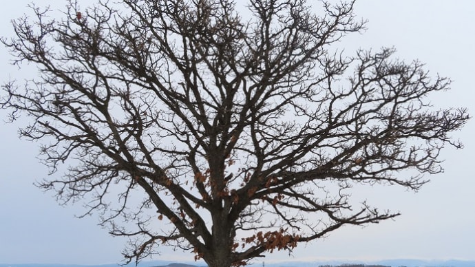 冬景色の中のセブンスターの木🌳