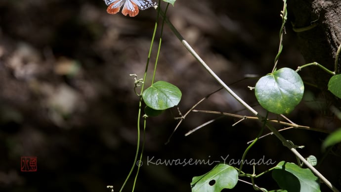 旅する蝶アサギマダラと、その食草キジョラン